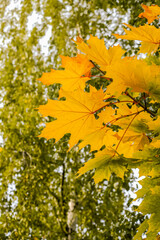maple leaves