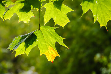 maple leaves in the sun