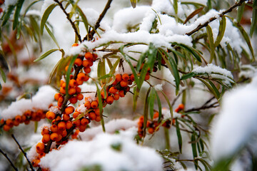 Sudden cold snap. Snow on the tree. Suddenly snow fell on the branches of a sea buckthorn tree, a sharp cold snap, bad weather. Selective focus