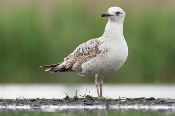 Pontische Meeuw, Caspian Gull, Larus cachinnans