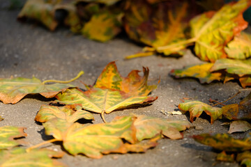 Old autumn leaves on the ground