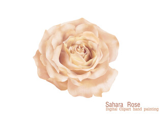 Illustration delicate pink peach sahara colors Rose flower elegance close up digital painting by hand