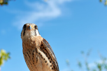 Beautiful shot of an American kestrel bird on a blue sky background
