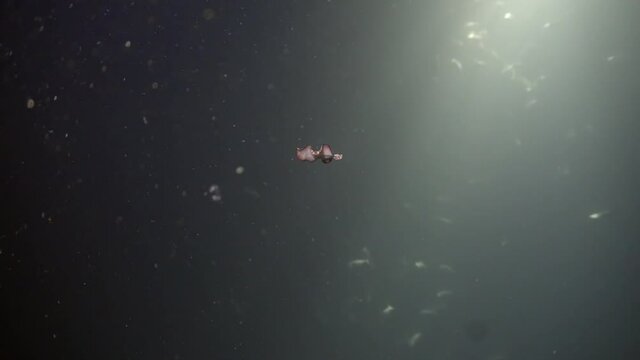 flatworm swimming in mid water during the night