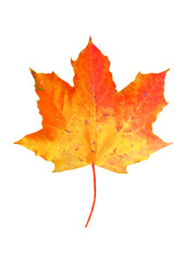 Maple leaf isolated