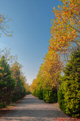 View of autumn park empty alley in sunny autumn day