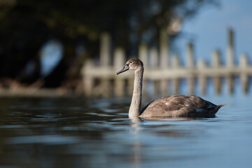 Grauer Jungschwan im Wasser
