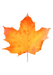 autumn maple leaf on white background