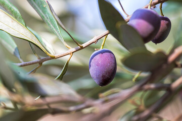 Twigs with ripening fruits and leaves of an olive tree close up