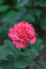 Pink roses and green leaves