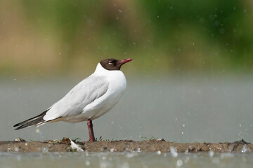 Kokmeeuw, Common Black-headed Gull, Croicocephalus ridibundus