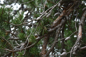 The beautiful old pine tree with the pine cones in Sapporo Japan