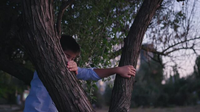 attractive male child quickly climbs on with pleasure in tree and admires sunset and evening sky while relaxing in nature, happy childhood