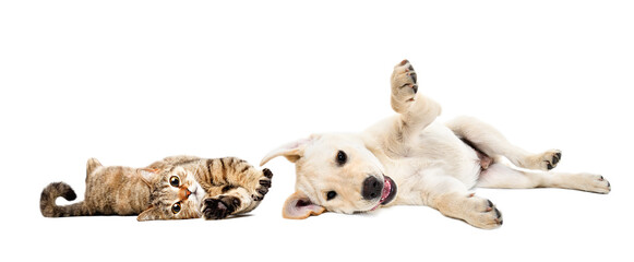 Playful cat scottish straight and labrador puppy lying together isolated on white background