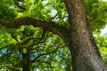 日本　熊本県熊本市内の花畑公園
