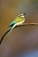 Obraz premium White-throated Bee-eater, Merops albicollis