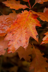 Bright autumn leaf, isolated on dark background. Orange yellow colours close up