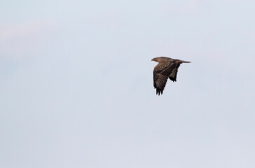 Long-legged Buzzard, Buteo rufinus