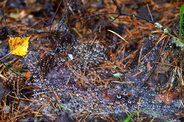 Drops of morning dew on a cobweb in the forest in the autumn season. Spider web background