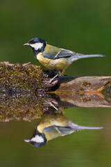 Koolmees, Great Tit, Parus major