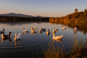 Family of geese in the water of the reservoir of Cazalegas dam at the sunset.