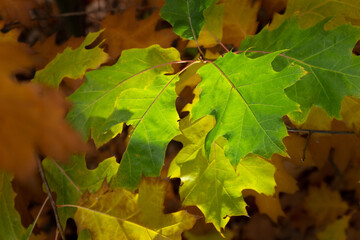 Bright autumn leaf, isolated on dark background. Orange yellow colours close up