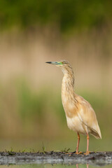 Ralreiger, Squacco Heron, Ardeola ralloides