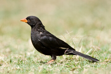Red-billed Buffalo-weaver, Bubalornis niger