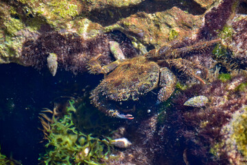seascape with crab under the seabed