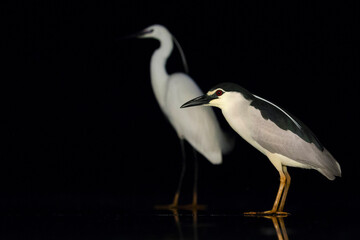 Kwak, Black-crowned Night Heron, Nycticorax nycticorax
