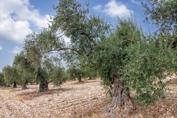 Olive tree garden with unripe fruits against the blue sky with clouds