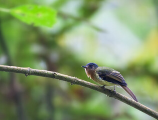 Roodborstleptopogon, Rufous-breasted Flycatcher, Leptopogon rufipectus