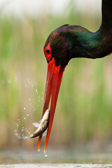 Zwarte Ooievaar, Black Stork, Ciconia nigra