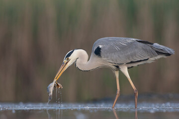 Blauwe Reiger, Grey Heron, Ardea cinerea