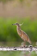 Ralreiger, Squacco Heron, Ardeola ralloides