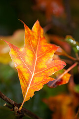 Bright autumn leaf, isolated on dark background. Orange yellow colours close up