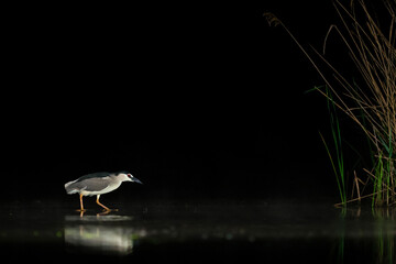 Kwak, Black-crowned Night Heron, Nycticorax nycticorax