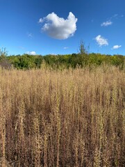 field of wheat
