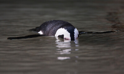 Jackass Penguin, Spheniscus demersus
