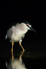 Kwak, Black-crowned Night Heron, Nycticorax nycticorax