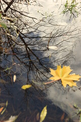 fall season concept. autumn maple leaves in puddle. autumn atmosphere image. maple leaves on water backdrop.