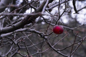 Intensywnie czerwone jabłko na drzewie w sadzie