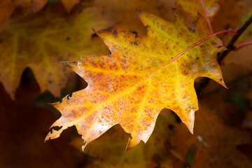 Bright autumn leaf, isolated on dark background. Orange yellow colours close up
