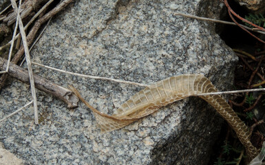 Molting Snake Skin In Nature Conditions