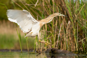 Ralreiger, Squacco Heron, Ardeola ralloides