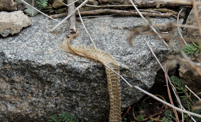 Molting Snake Skin In Nature Conditions