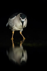 Kwak, Black-crowned Night Heron, Nycticorax nycticorax