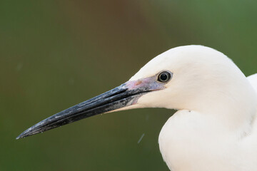 Kleine Zilverreiger, Little Egret, Egretta garzetta