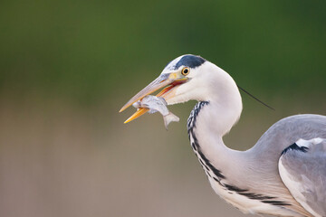 Blauwe Reiger, Grey Heron, Ardea cinerea