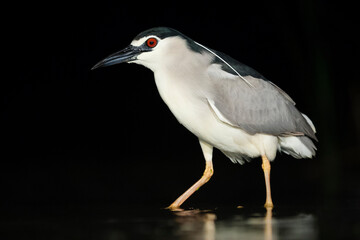 Kwak, Black-crowned Night Heron, Nycticorax nycticorax